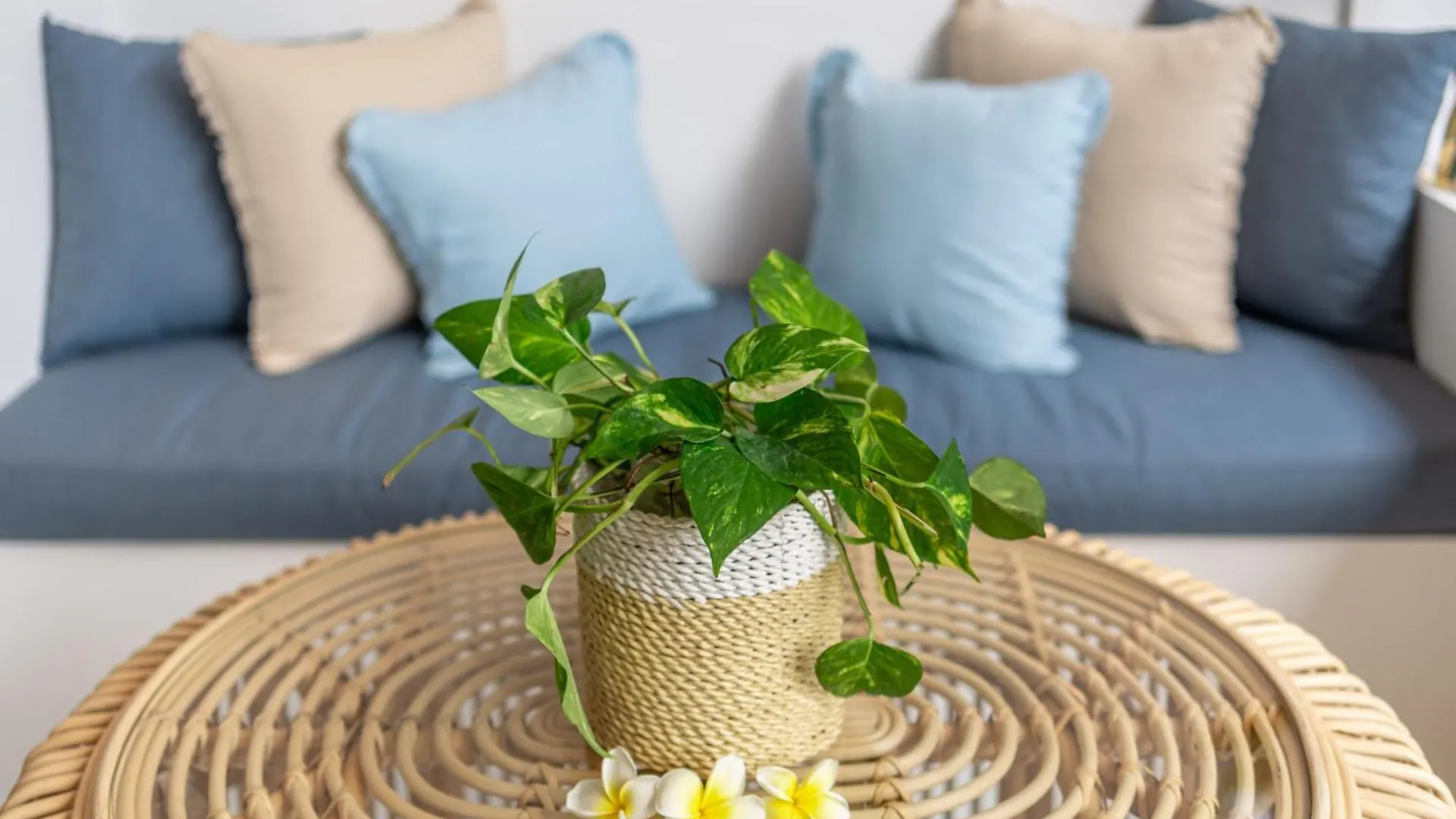 The Hepburn Stylish Single Room Guesthouse With Shared Pool 900M From Seminyak Beach Indonesia